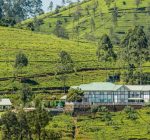 Langdale Bungalow, Nuwara Eliya, Sri Lanka, Tea plantation