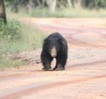 Sloth Bear, Wilpattu Tree House, Wilpattu National Park, Wildlife, Sri Lanka